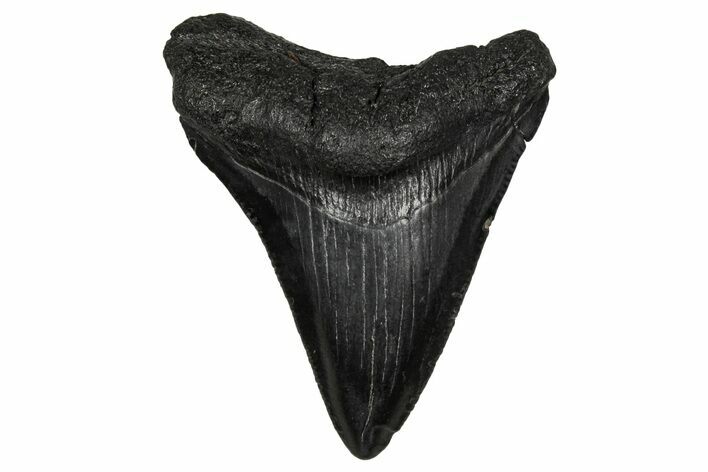 Juvenile Megalodon Tooth - South Carolina #340415